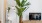 Large plant in living room