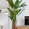 Large plant in living room