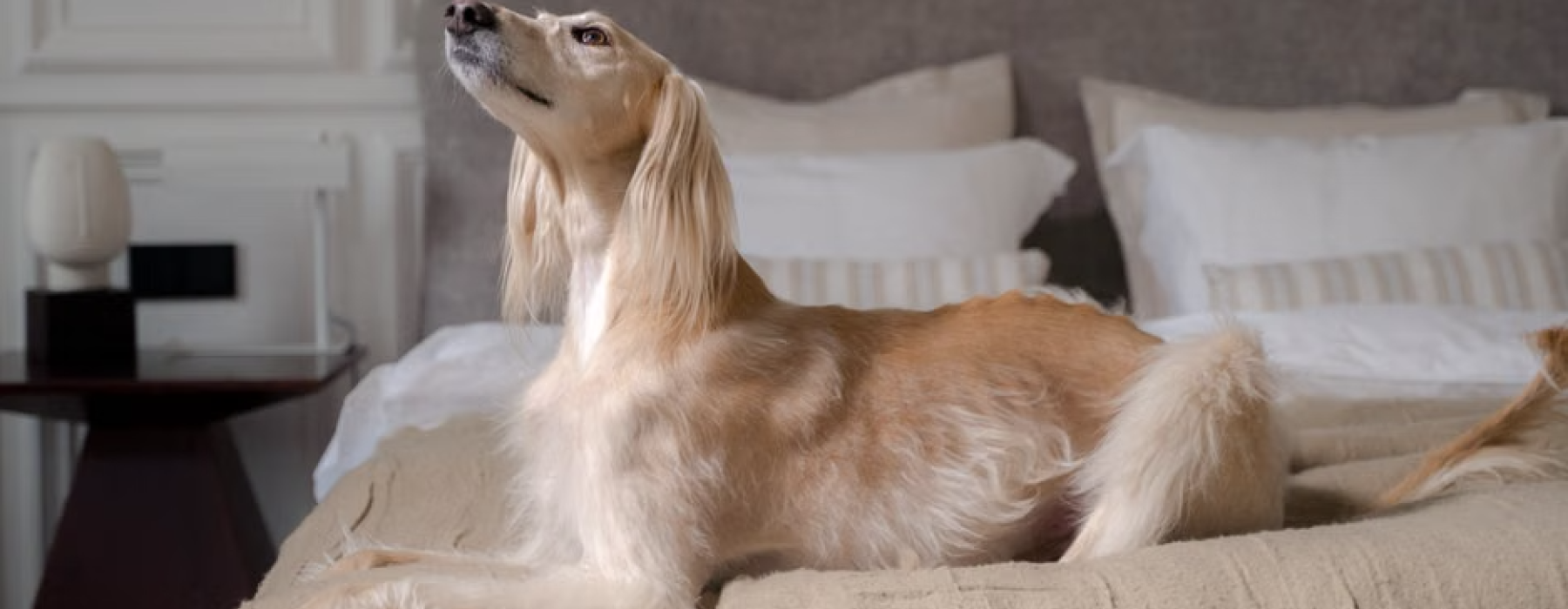 one bedroom pet friendly apartment modern interior with dog