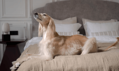 one bedroom pet friendly apartment modern interior with dog