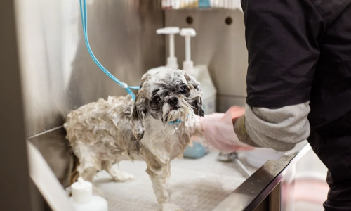dog wash station - apartments with dog wash