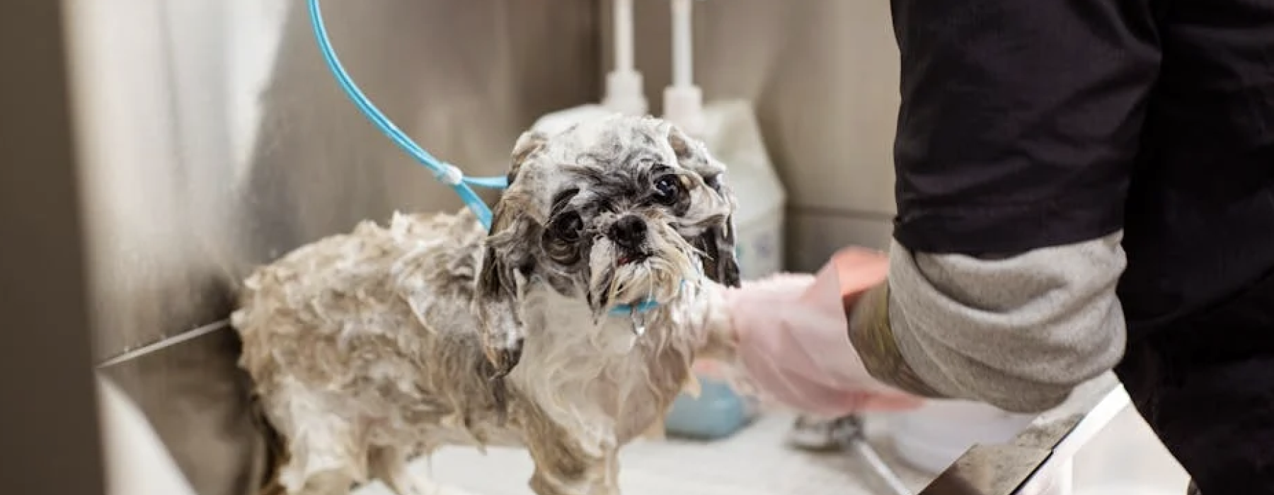 dog wash station - apartments with dog wash