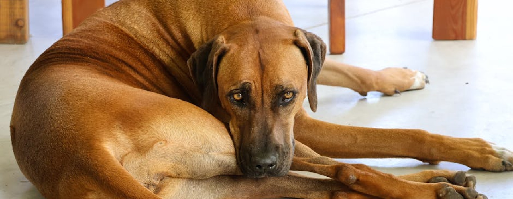 large dog relaxing in spacious modern apartment living room - Apartments large dog friendly