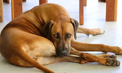 large dog relaxing in spacious modern apartment living room - Apartments large dog friendly