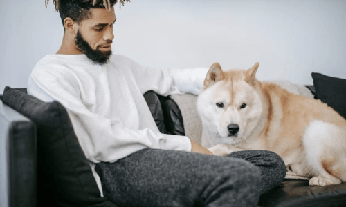 dog friendly apartment - apartment rental that takes dogs