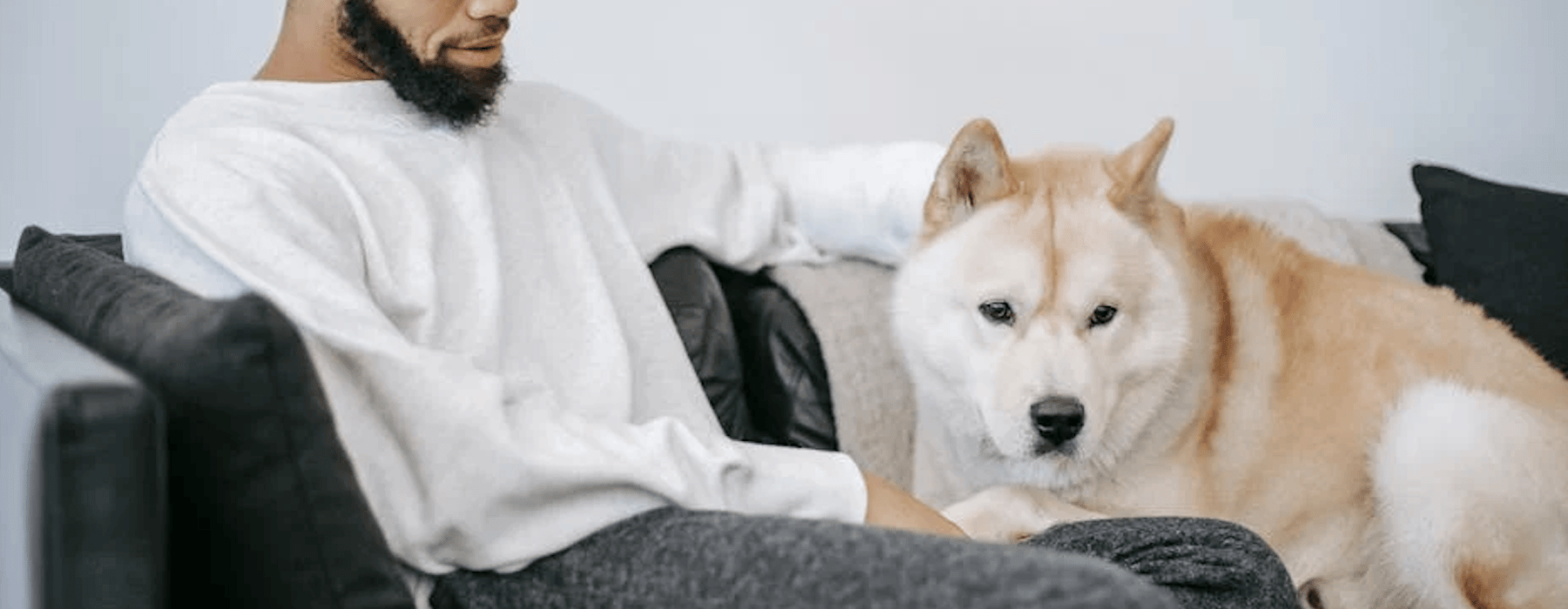 dog friendly apartment - apartment rental that takes dogs