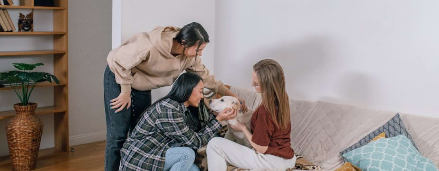 pet friendly apartments - pet friendly apartments for rent