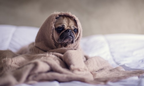 dog-friendly apartment - apartments near me that allow dogs dog-friendly apartment - apartments near me that allow dogs