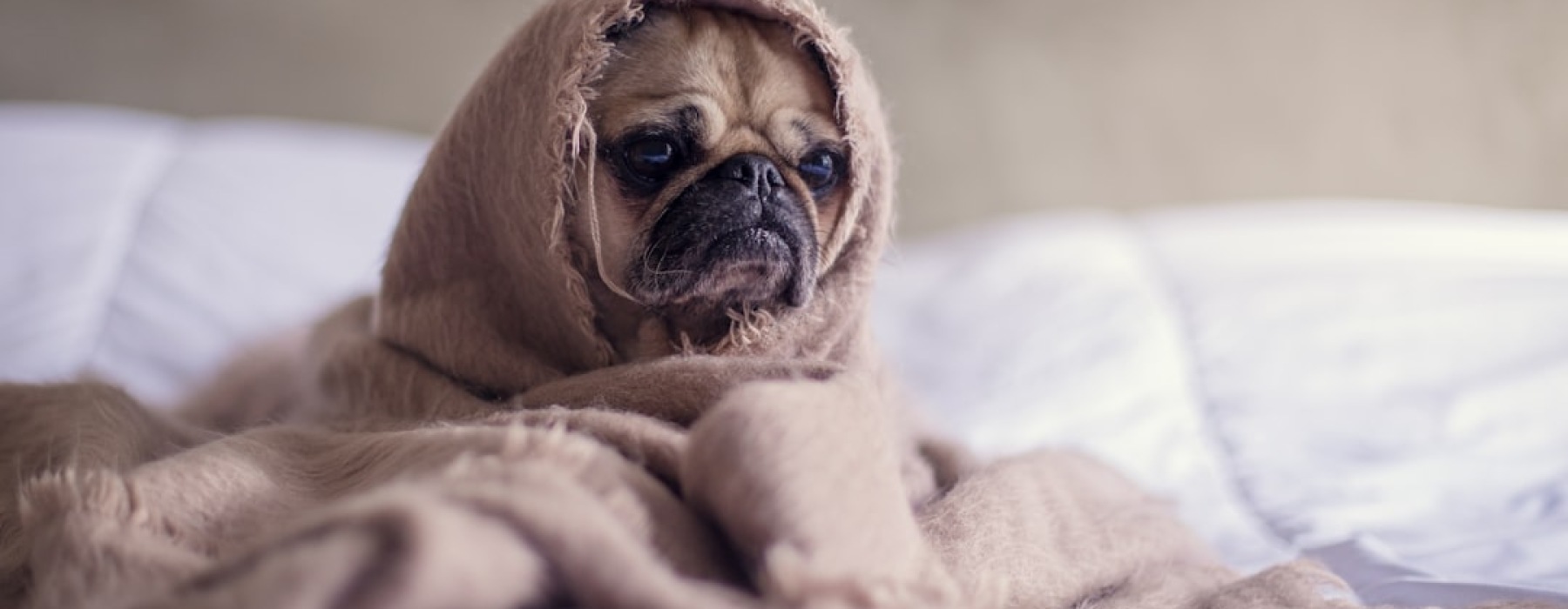 dog-friendly apartment - apartments near me that allow dogs