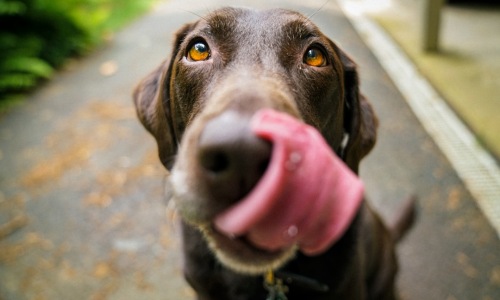 urban apartment with dog in chicago - pet friendly apartments in chicago