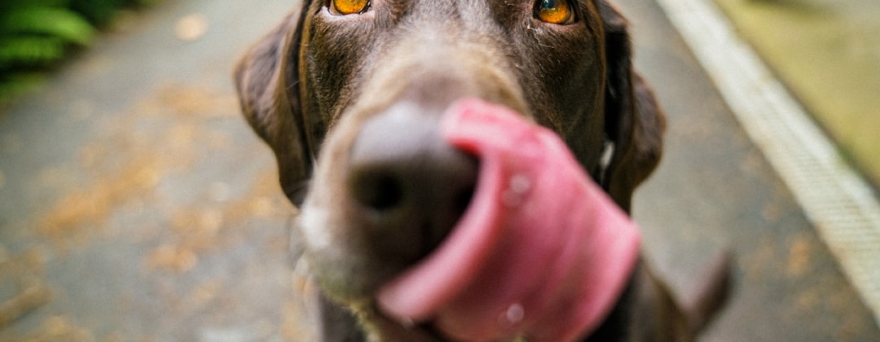 urban apartment with dog in chicago - pet friendly apartments in chicago