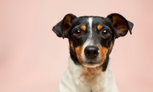 dog-friendly rentals Chicago - Chicago dog-friendly rentals dog-friendly rentals Chicago - Chicago dog-friendly rentals