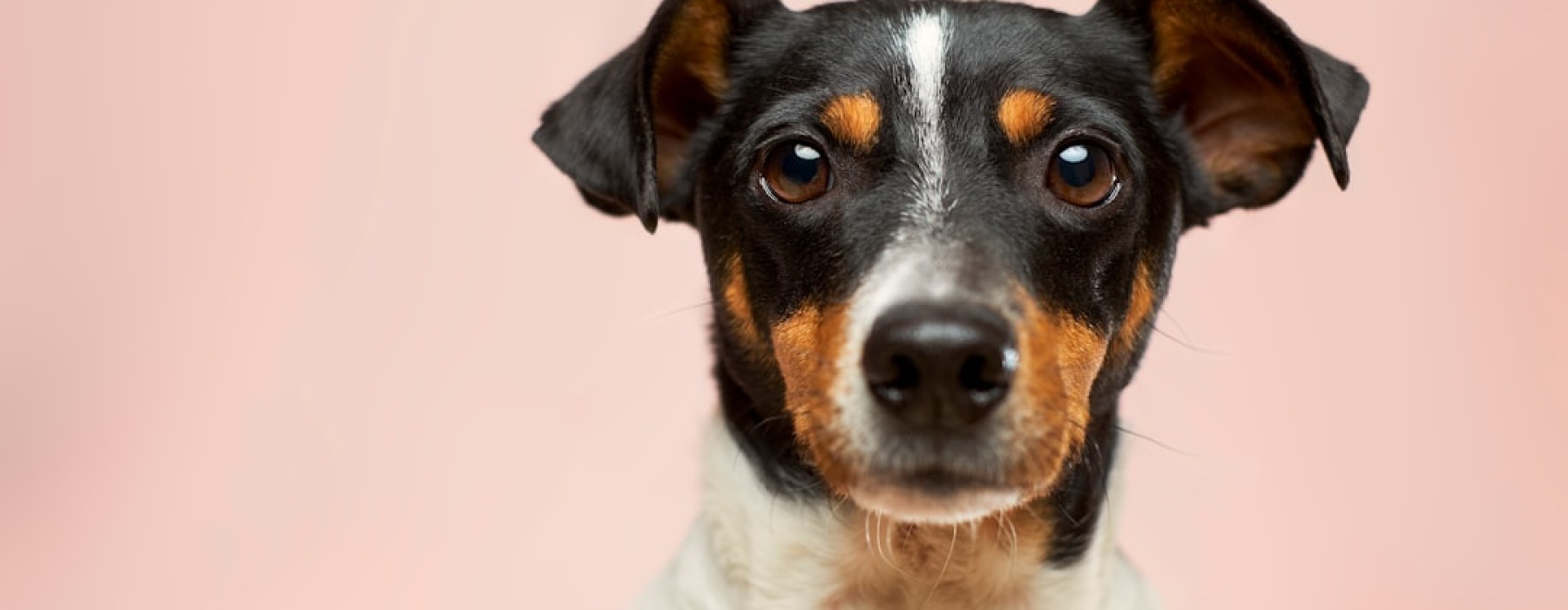 dog-friendly rentals Chicago - Chicago dog-friendly rentals