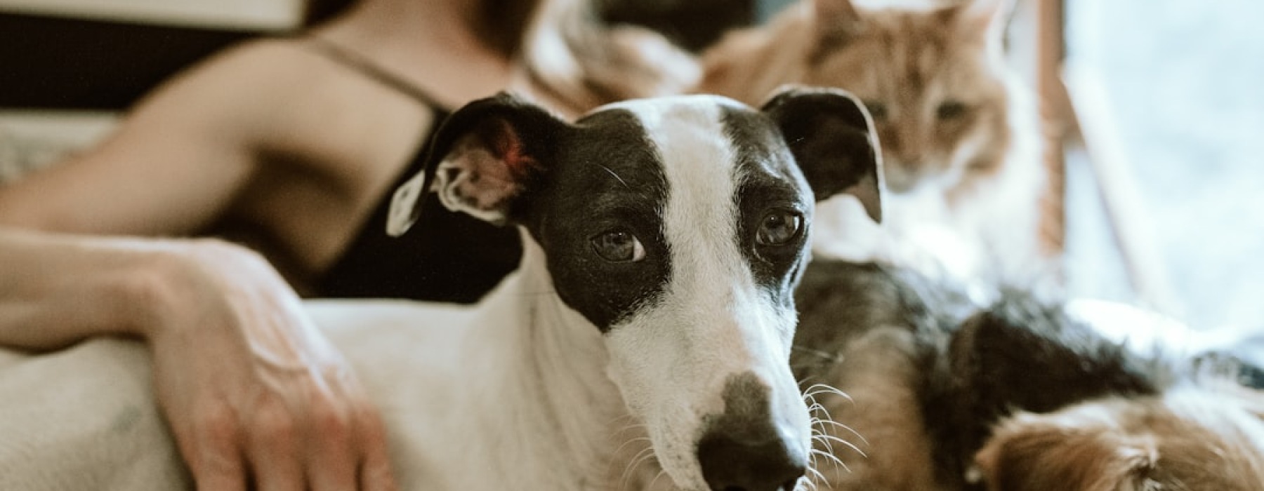 pet friendly apartments