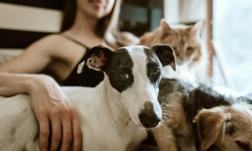 pet friendly apartments