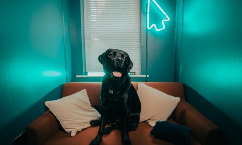 apartments for big dogs - apartments for big dogs