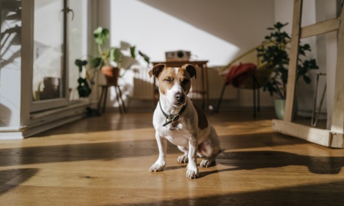 dog friendly chicago apartment - Dog-friendly apartments Chicago