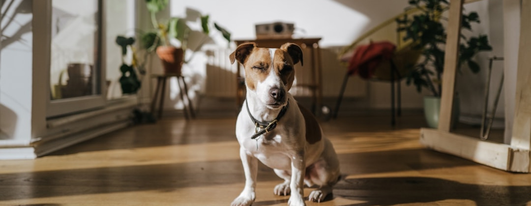 dog friendly chicago apartment - Dog-friendly apartments Chicago