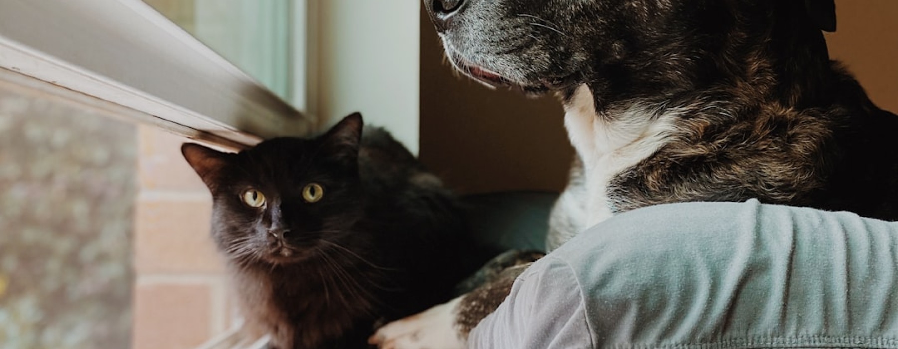 rental apartments pet friendly