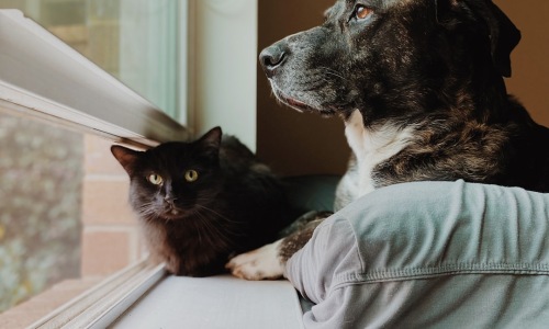 rental apartments pet friendly