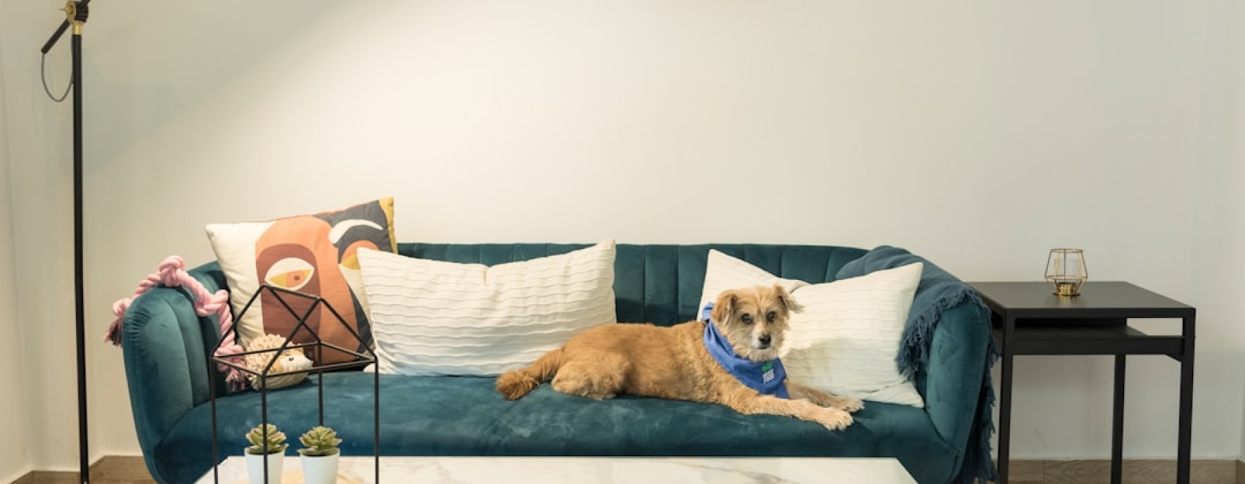 apartments no breed restrictions