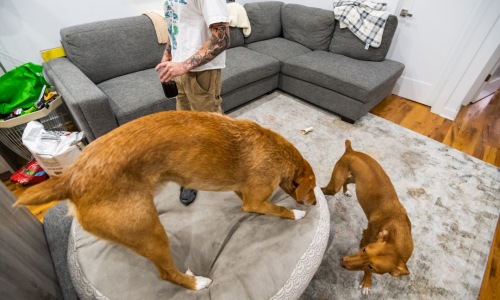 large dogs in apartments - apartments allowing large dogs
