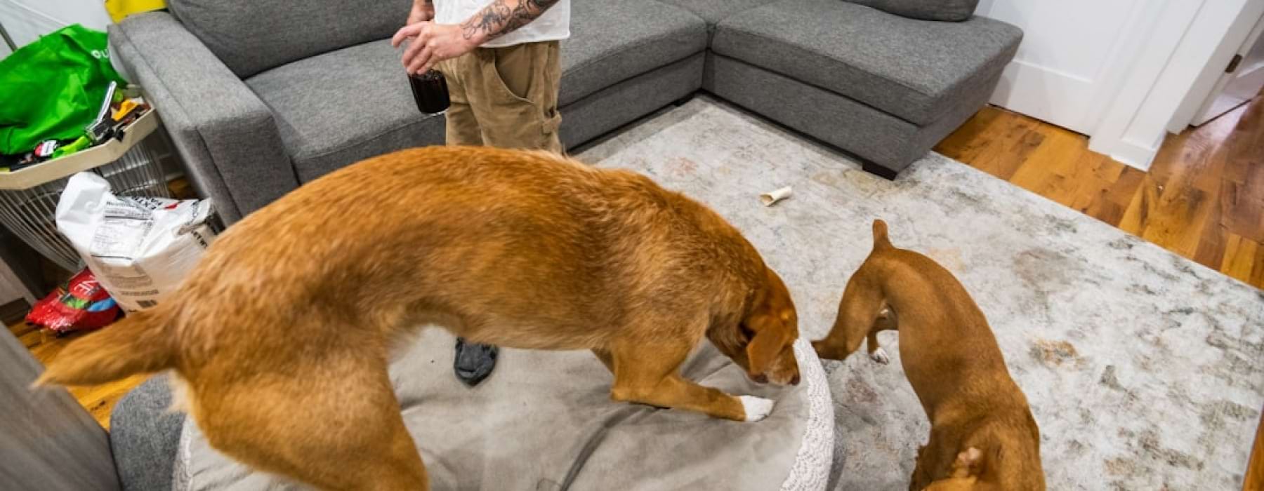 large dogs in apartments - apartments allowing large dogs