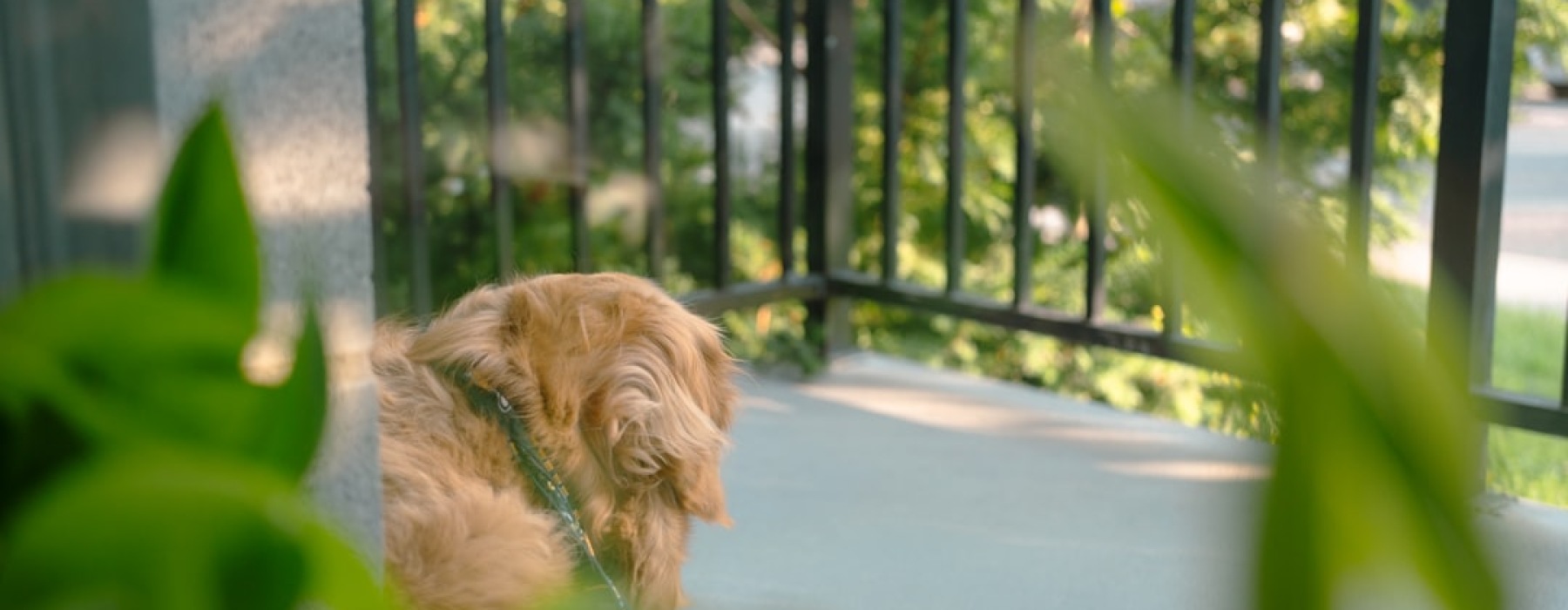 pet friendly apartments near me