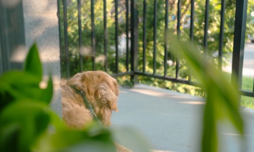 pet friendly apartments near me