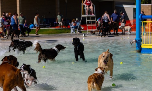 apartment complex dog park