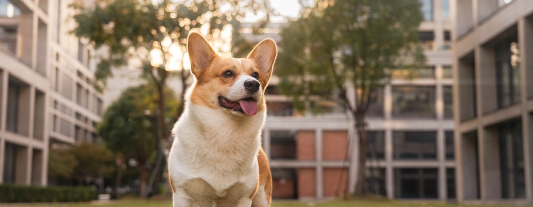 apartments for rent that are pet friendly