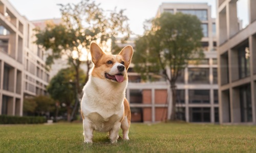 apartments for rent that are pet friendly